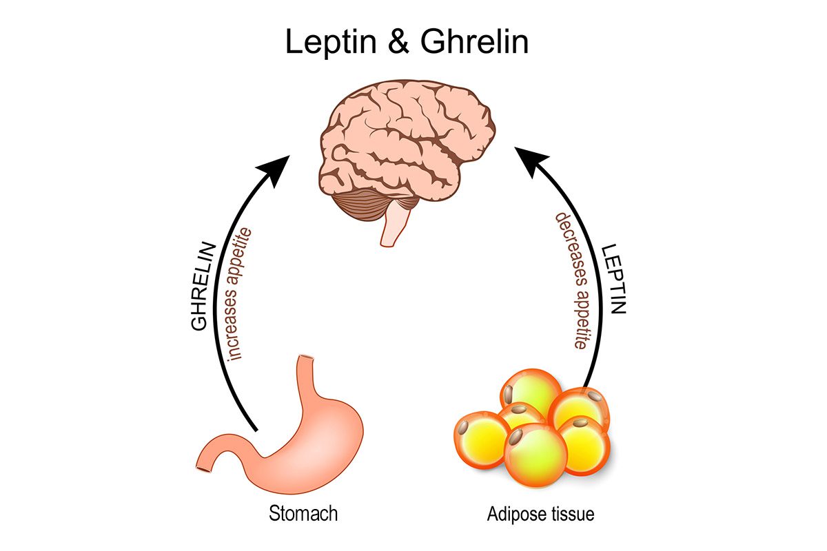 Image of ghrelin anxiety ARFID